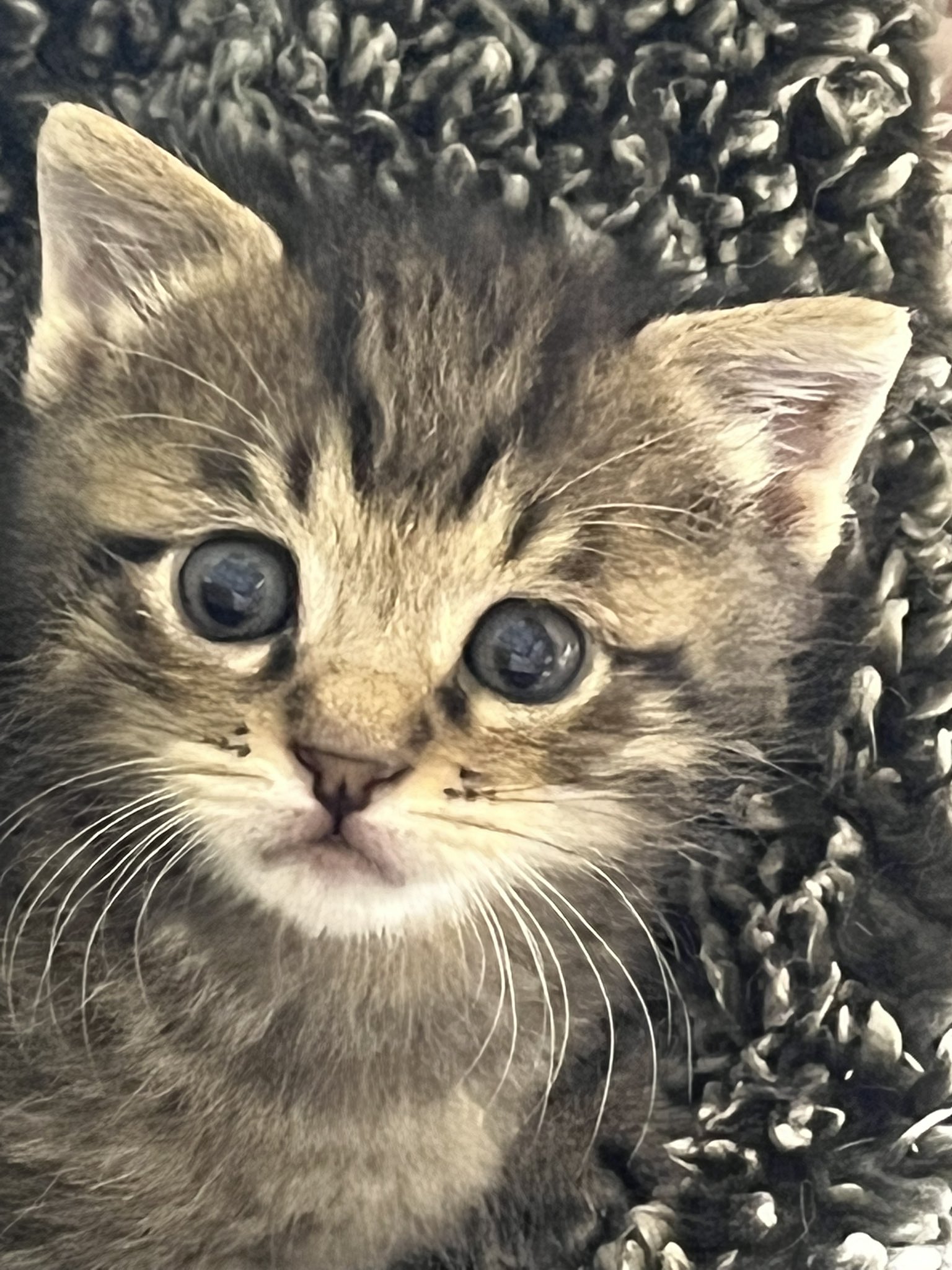 猫19匹 犬2匹 Web系フリーランス Neko16inu1 Twitter