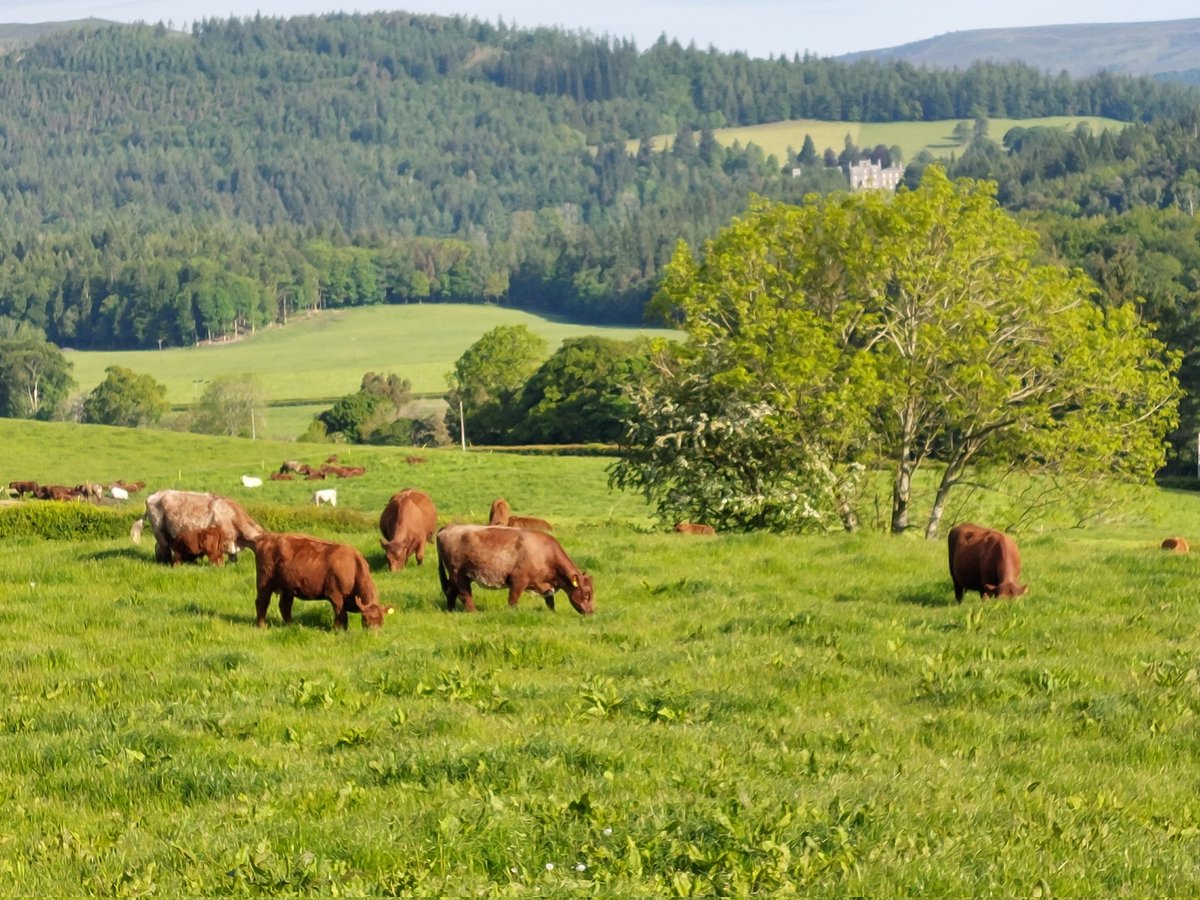 Ettrickgiles's tweet photo. After a great day away at #ScotSheep catching up with the craic. Stunning morning back at home with cows and calves on a fresh bite and finishing cattle in the background quietly making beef. #luingsthething @LuingCattle @NFFNUK #foragefed https://t.co/dYKdtlFkZu