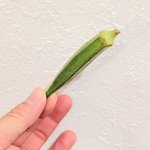 オクラ選びの参考になる!オクラは大きいものよりも小さいものを選ぶのが良い？!