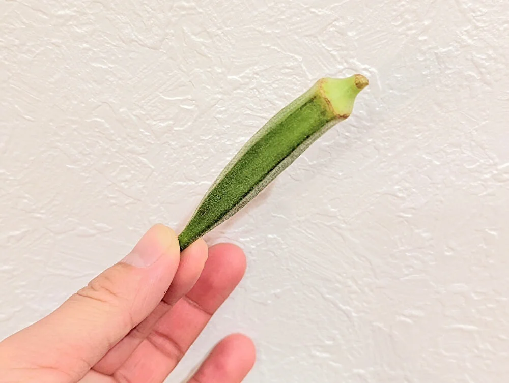 オクラ選びの参考になる！オクラは大きいものよりも小さいものを選ぶのが良い？！