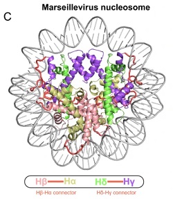 Viral histones: pickpocket’s prize or primordial progenitor? 
Epigenetics &amp; Chromatin is proud to publish this new review by Paul B. Talbert, Karim-Jean Armache &amp; Steven Henikoff. 
…eneticsandchromatin.biomedcentral.com/articles/10.11…