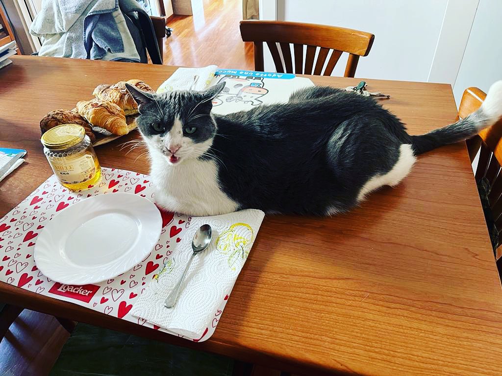 LucianoTroiano's tweet photo. arriva la colazione o no? #CatsOfTwitter #catonthetable #breakfast #2giugno #blackandwhite https://t.co/cfozaC90wb