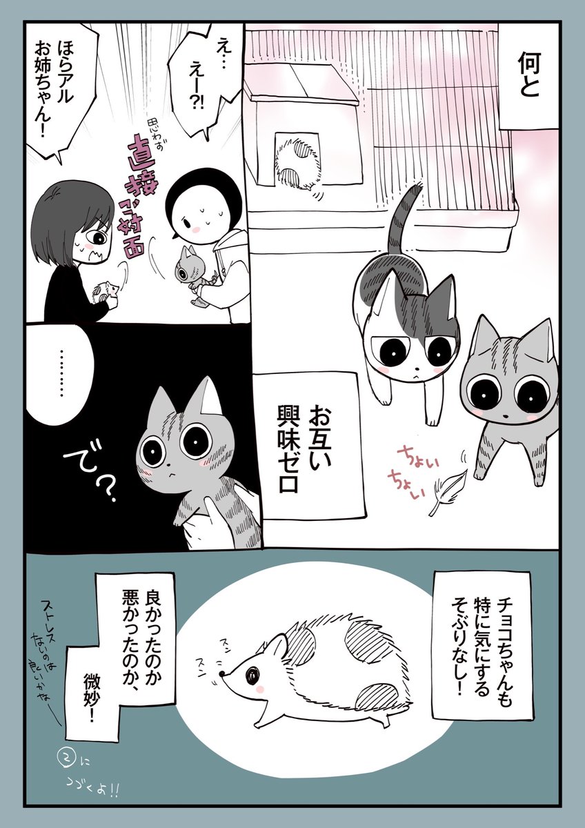 14.猫とハリネズミを一緒に飼ったら①
猫お迎え当初のおはなし
その後の関係ちょっと続いていきます🐈🐈🦔 
