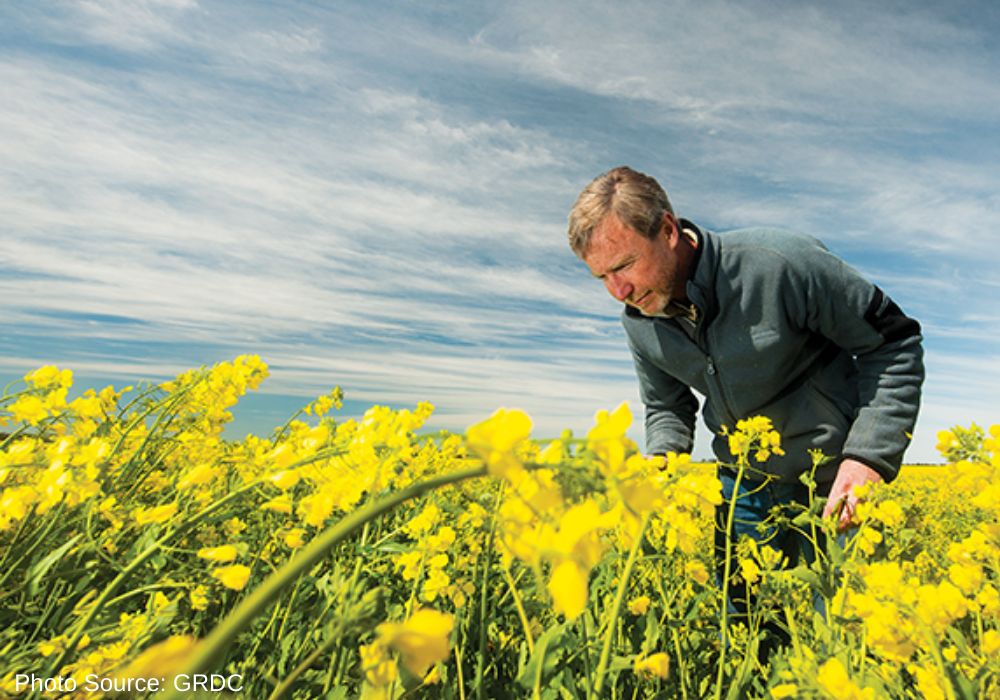 UPLAUSLtd's tweet photo. Do you know how to #monitor &amp; count aphids?
 The #IPM guidelines provide an extensive collection of tools and strategies to help #growers manage #pests in #cropping systems including #greenpeachaphids in #canola. Find out how 👀 👉 https://t.co/FGcJjkCcxs #UPL #plant22 #mainmain https://t.co/ftovdIFc4V
