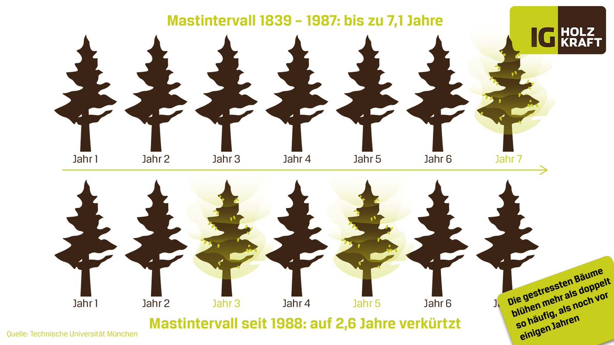 Das Mastintervall, also die Dauer bis ein Baum erneut große Samenmengen produziert, hat sich bei den heimischen Bäumen deutlich verkürzt. Das ist ein Zeichen von Stress und eine Reaktion auf den Klimawandel. Wir haben zu dem Thema recherchiert: ig-holzkraft.at/ausgabe-11-rek… 🌲🔍