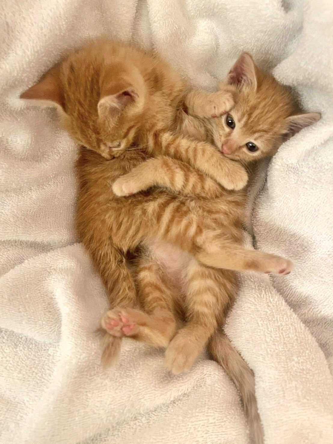 Npo法人 動物愛護 福祉協会60家 ロワや 子猫の茶トラ兄弟を保護 数日前に茶トラの子猫2匹を保護したと相談がありました 草むらから子猫の鳴き声が聞こえ 小学生の子供達が見つけ連れて帰ってきてくれたそうです 詳細は写真に書いてます 生後1ヶ月程の