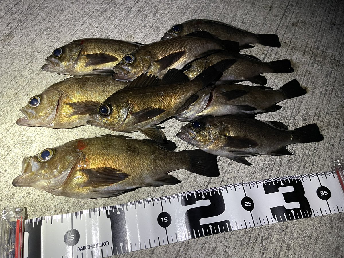 kimagure_ojisan's tweet photo. イカは3連敗したけど
俺にはこいつらが居てくれる!
可愛いやつだっ!
#AquaWave
#SMagic
#投げて巻くだけ
#ガチナイス https://t.co/S7J16NwbVZ