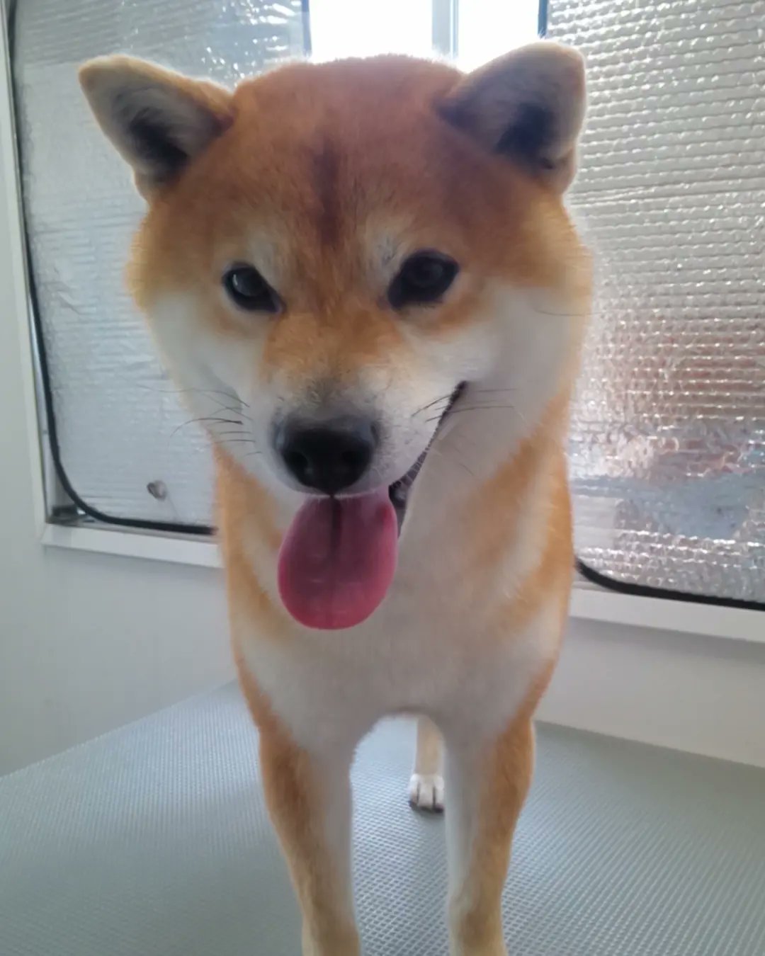 出張トリミングサロン ワンにゃんシャンプー 豆柴のマルくんです スッキリしたよ ワンにゃんシャンプー 豊田市 みよし市 安城市 知立市 刈谷市 長久手市 瀬戸市 東郷町 愛知県 出張トリミング 移動トリミング 訪問トリミング