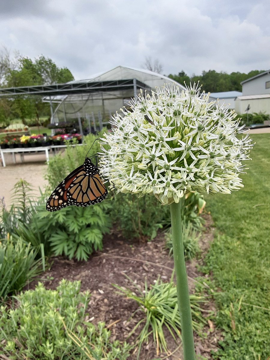 Pollinator at work 🦋
#pollinators 
#monarchbutterfly
#arthurgreenhouses