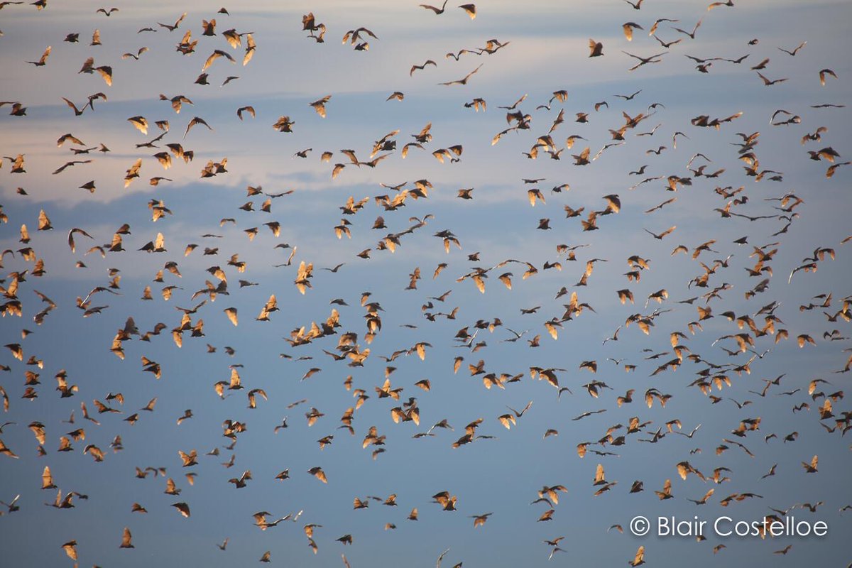 Dina Dechmann ⭐️ tweet media