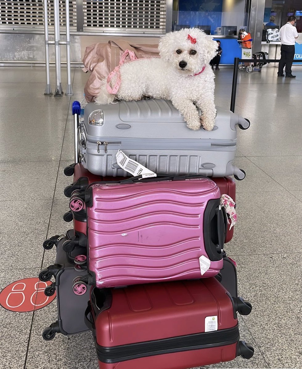 GraceLawlor11's tweet photo. Ruby is ready for her flight back to Ireland✨ https://t.co/8OMUOCc7ih