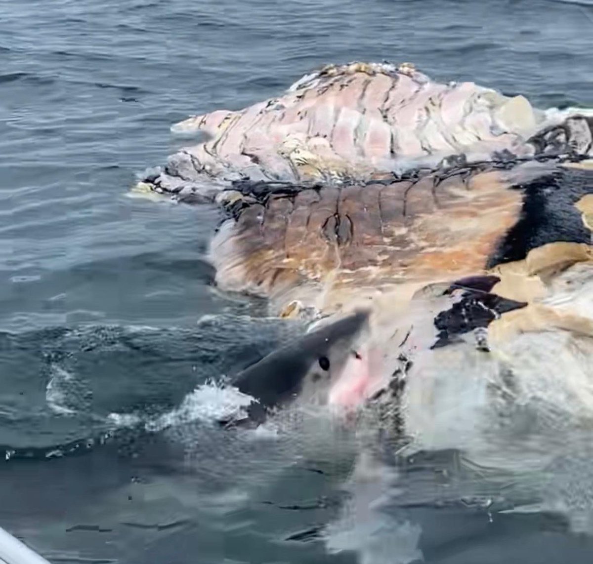 🦈 🍽 At least three great white sharks were spotted today feasting on the the humpback whale carcass that was discovered in Madaket Harbor earlier this week. 

Nantucket Harbormaster (<a href="/ackharbormaster/">ACK Harbormaster</a>) Sheila Lucey said this photo, taken by Brooks Robbie, is legit. #nantucket