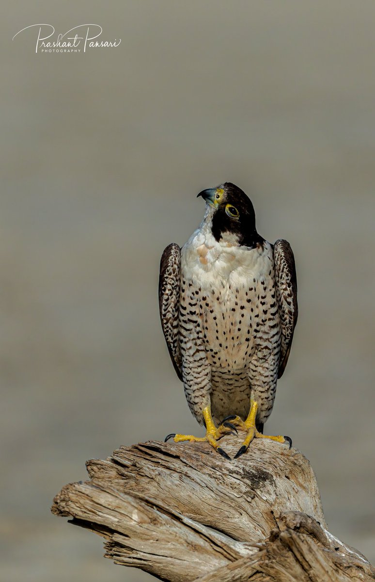 PrashantPansari's tweet photo. Peregrine Falcon
Sambhar Lake, Rajasthan
#pansariphotography #SambharSaltLake #rajasthan_tourism #peregrinefalcon #birdsofprey #raptorsofindia  #IndiAves #animalplanetindia #discoverychannelindia @NatGeoIndia  @natgeoyourshot https://t.co/ZMUrW5fFVt