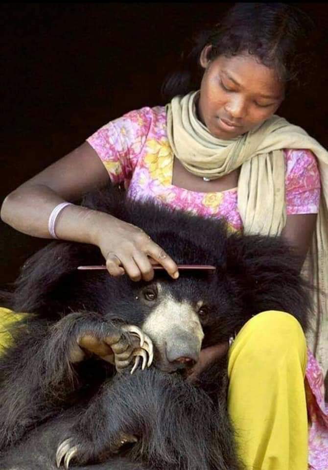 Tilak_NetamGond's tweet photo. #Indigenous #KoitoorIndian #GondGondiGondwana
We indigenous people live in love with animals, forests, violence is not our culture, we are portrayed as violent by the outside community.
#SebaJohar🙏
@Tilak_NetamGond https://t.co/JKi9YxGB7p