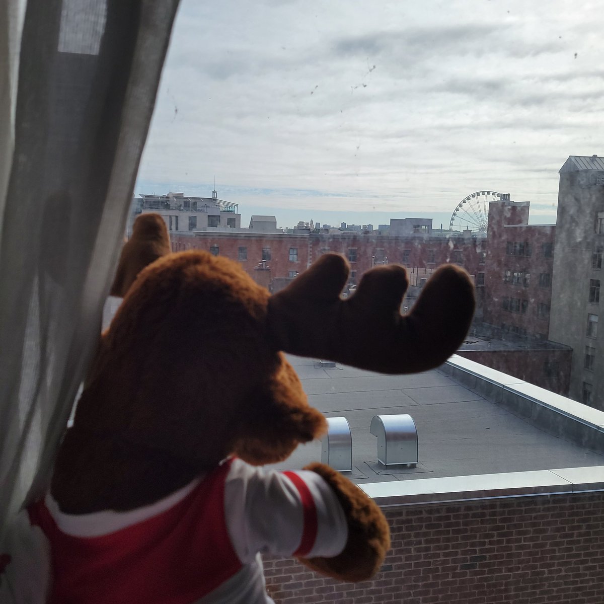 Maddie Morris tweet media