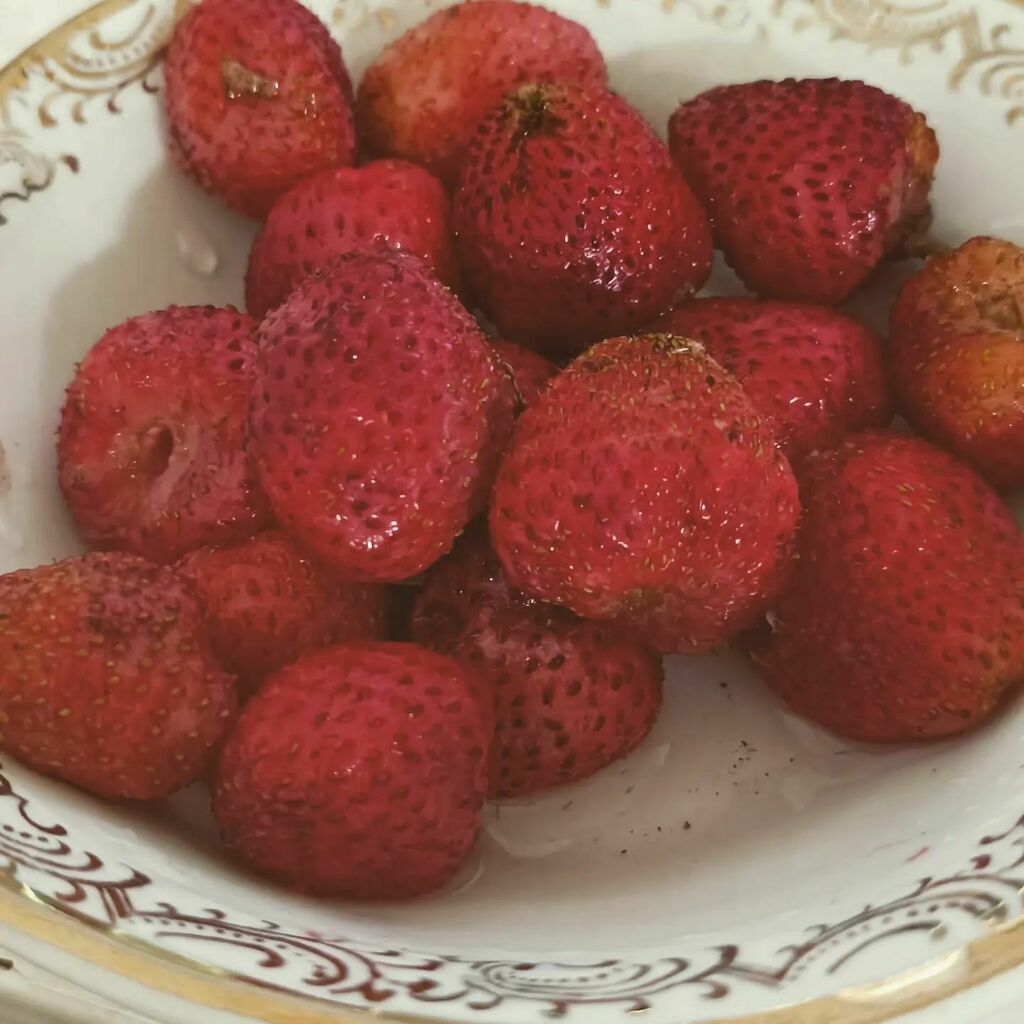 VMNESIVMUSIC's tweet photo. Domače #jagode o moj bog kok so sladke 😊 https://t.co/uJhIeHwzhA https://t.co/p7aWCiXC4d
