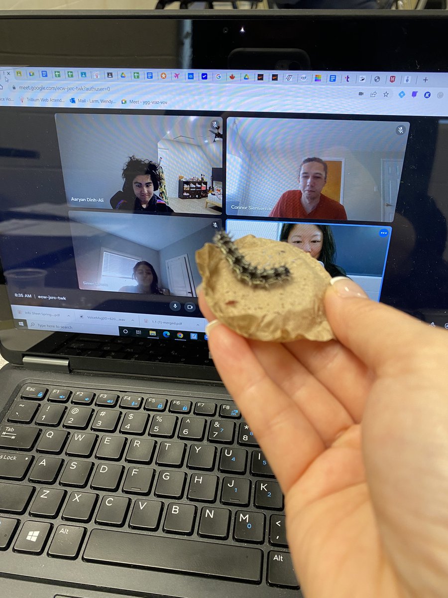 WendyLarm's tweet image. On today’s CCN @CardinalLegerSS Jasper is saying hi to our Cohort C students! I don’t handle Jasper 🐛 not because I’m scared, but because I have chemicals on my hand (from hand cream) which is harmful ☠️ to them! @DpExperiential #LancerLearning