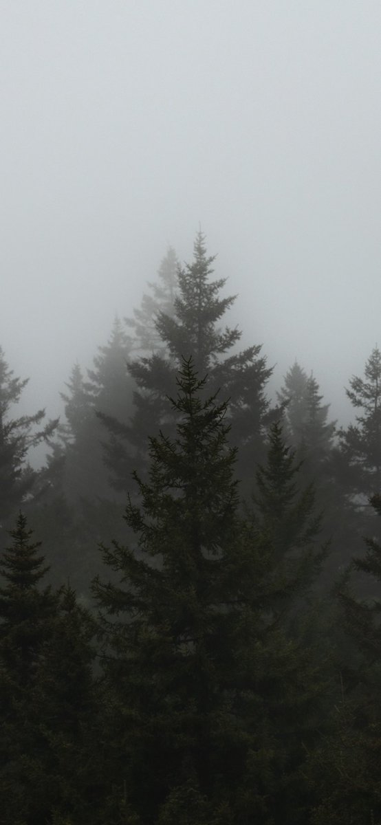 vicandreozzi's tweet photo. New Brunswick • Canada #pinetrees #canada #nikonphotography https://t.co/nm8YjHWv6J