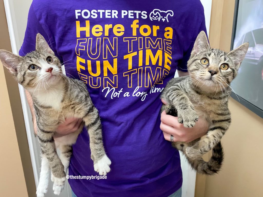 StumpyBrigade's tweet photo. We’re here for a fun time, not a long time!
#CauseALittleMischief #ChaseSomeTails #ThenGoToOurFureverFamilies #PetcoLoveFoster #Ambassador4Love
Did you know that if more than 2% of pet parents fostered a pet, we could end preventable euthanasia from overcrowding tomorrow?(1/2) https://t.co/AFrKlL2fMX