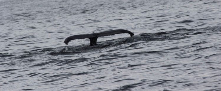 Cimmermann's tweet photo. Lucky enough to see a humpback whale on a @StaffaTours boat trip today in the isle of mull fantastic experience and some great photos by Harry Cimmermann @ChrisGPackham @BBCSpringwatch @IoloWilliams2 #Springwatch #isleofmull https://t.co/Ly3d9o8m0v