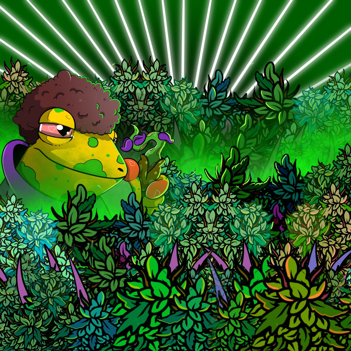 The Stoned Frogs tweet media