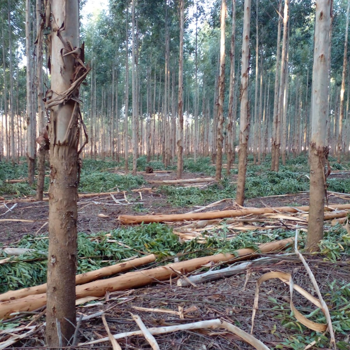 ¡Junio arrancó c toda! Raleo Selectivo clon de eucalipto en región noreste de Corrientes. Produciendo postes para impregnado, 5 años de cultivo. 
Rentabilidad anual proyectada: 27%. 
Ingreso anual por hectárea: 550 U$D 
#forestoindustria, #madera #Argentina #economíaregional