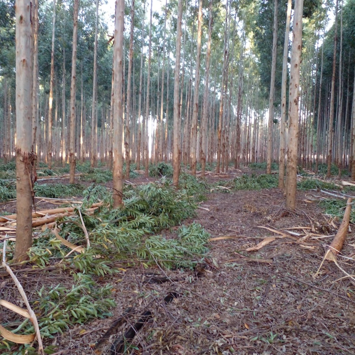 pedrobottao's tweet photo. ¡Junio arrancó c toda! Raleo Selectivo clon de eucalipto en región noreste de Corrientes. Produciendo postes para impregnado, 5 años de cultivo. 
Rentabilidad anual proyectada: 27%. 
Ingreso anual por hectárea: 550 U$D 
#forestoindustria, #madera #Argentina #economíaregional https://t.co/qhueOLCmpc