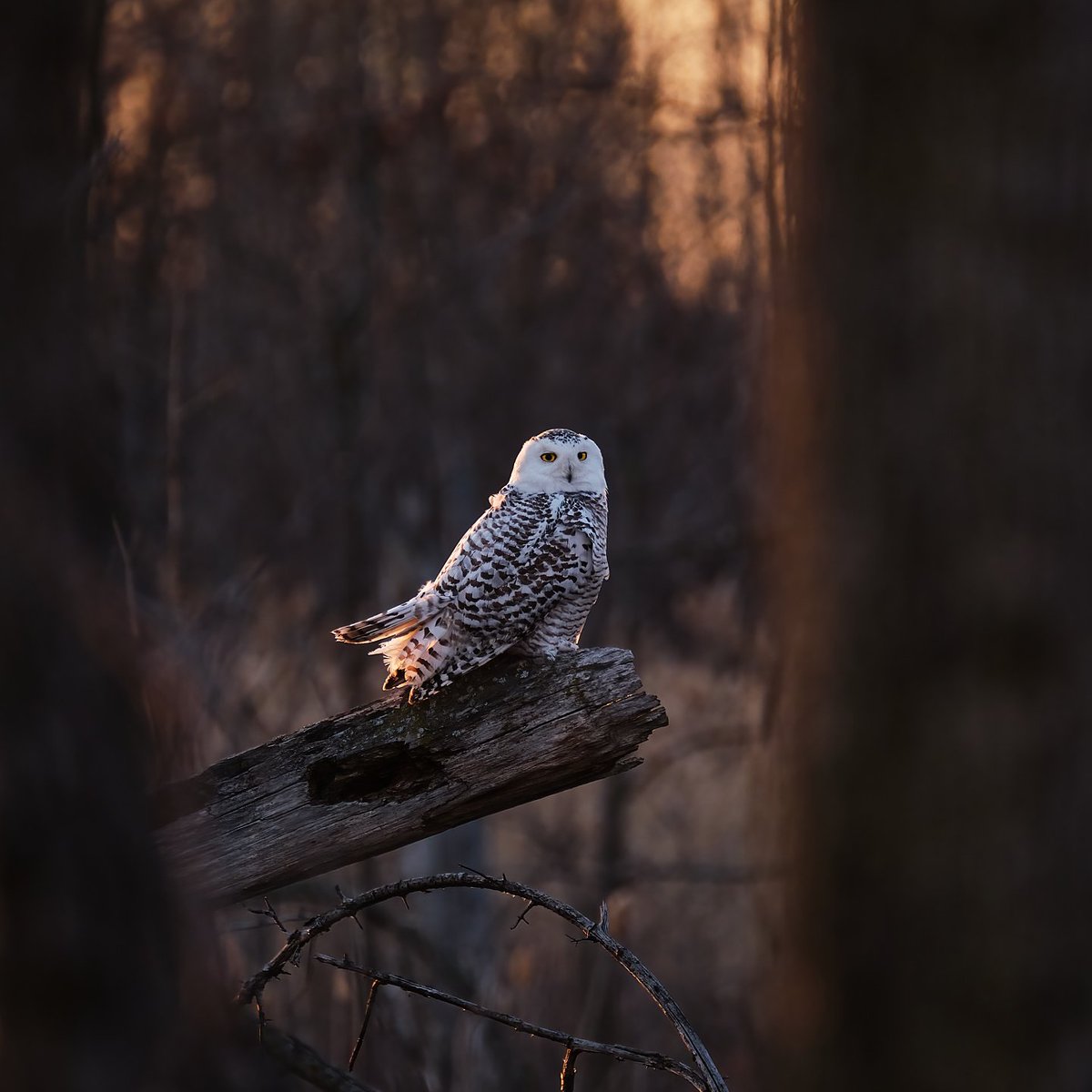 kevinverreault's tweet image. Harfang des neiges / Snowy Owl 🦉
#birds #birdphotography #wildlifephotography #nature #TwitterNatureCommunity #Wildlife #OrnithoQc #ornithologie #fujifilm