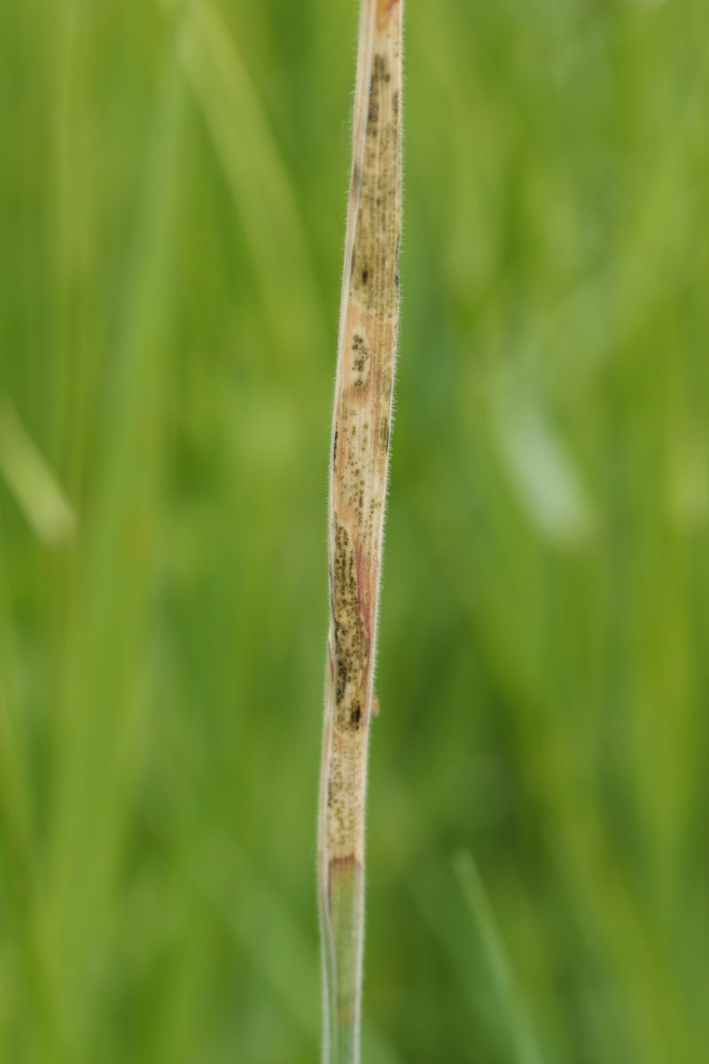RPilze's tweet photo. Dilophospora alopecuri ex Holcus lanatus
#Dilophosporaalopecuri #Dilophospora #Holcus #Holcuslanatus #WolligesHoniggras #tuftedgrass #Houlquelaineuse #mushroom #mushrooms #fungus #fungi #pilz #pilze #champignons #champignon #nature #natur https://t.co/rHn3Yo9wkD
