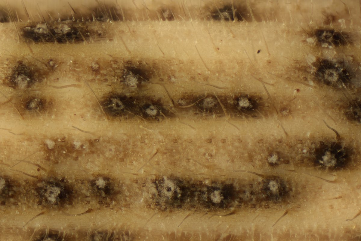RPilze's tweet photo. Dilophospora alopecuri ex Holcus lanatus
#Dilophosporaalopecuri #Dilophospora #Holcus #Holcuslanatus #WolligesHoniggras #tuftedgrass #Houlquelaineuse #mushroom #mushrooms #fungus #fungi #pilz #pilze #champignons #champignon #nature #natur https://t.co/rHn3Yo9wkD