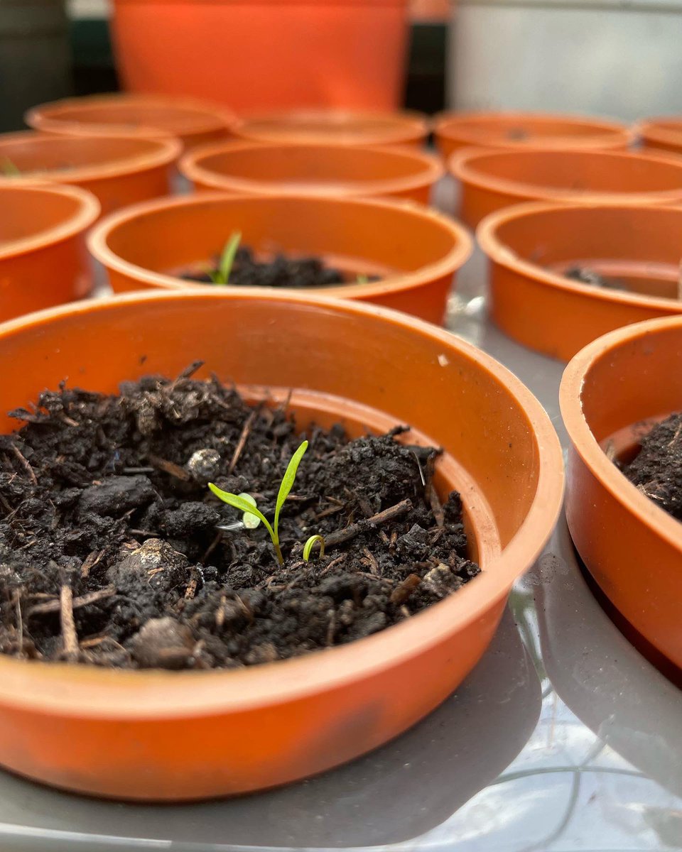 TheCatsPyjamas2's tweet photo. A day in the garden, is a day well spent 🌱🍃🌿 greenhouse full of lovely tomatoes, carrots, lettuce and cucumbers 🤗 ready to plant out. The raised beds are fantastic 😍 #gardening #nature #gratitude #Wellbeing #mycardiffgarden #Homegrown https://t.co/8CJZSNlhMk