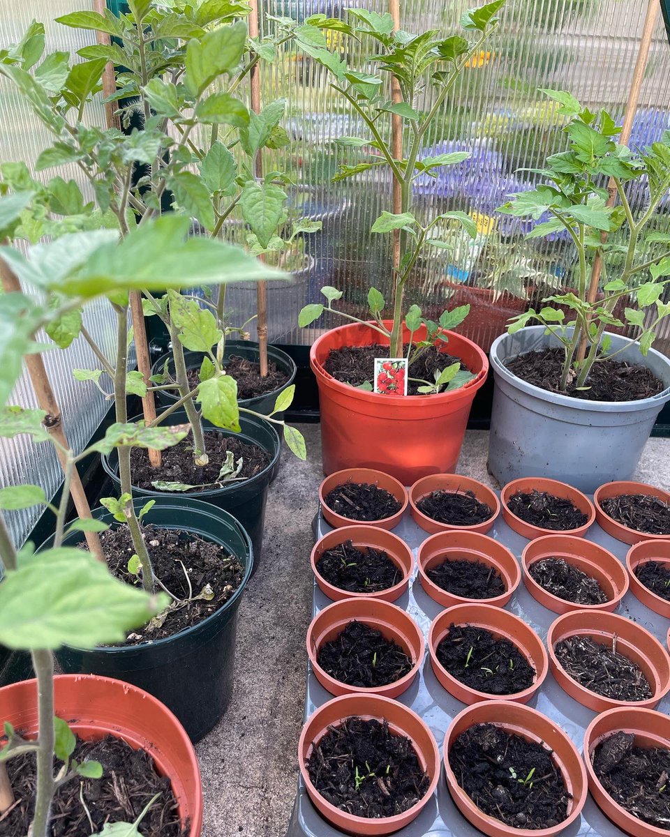 TheCatsPyjamas2's tweet photo. A day in the garden, is a day well spent 🌱🍃🌿 greenhouse full of lovely tomatoes, carrots, lettuce and cucumbers 🤗 ready to plant out. The raised beds are fantastic 😍 #gardening #nature #gratitude #Wellbeing #mycardiffgarden #Homegrown https://t.co/8CJZSNlhMk