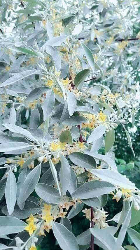 ZrmynhR's tweet photo. نه مې مينه درسره ده نه په تا باندې ميین يم
خو چې څوک درته درګوري نو رقيب راته ښکاريګي https://t.co/oxQK0e45l5