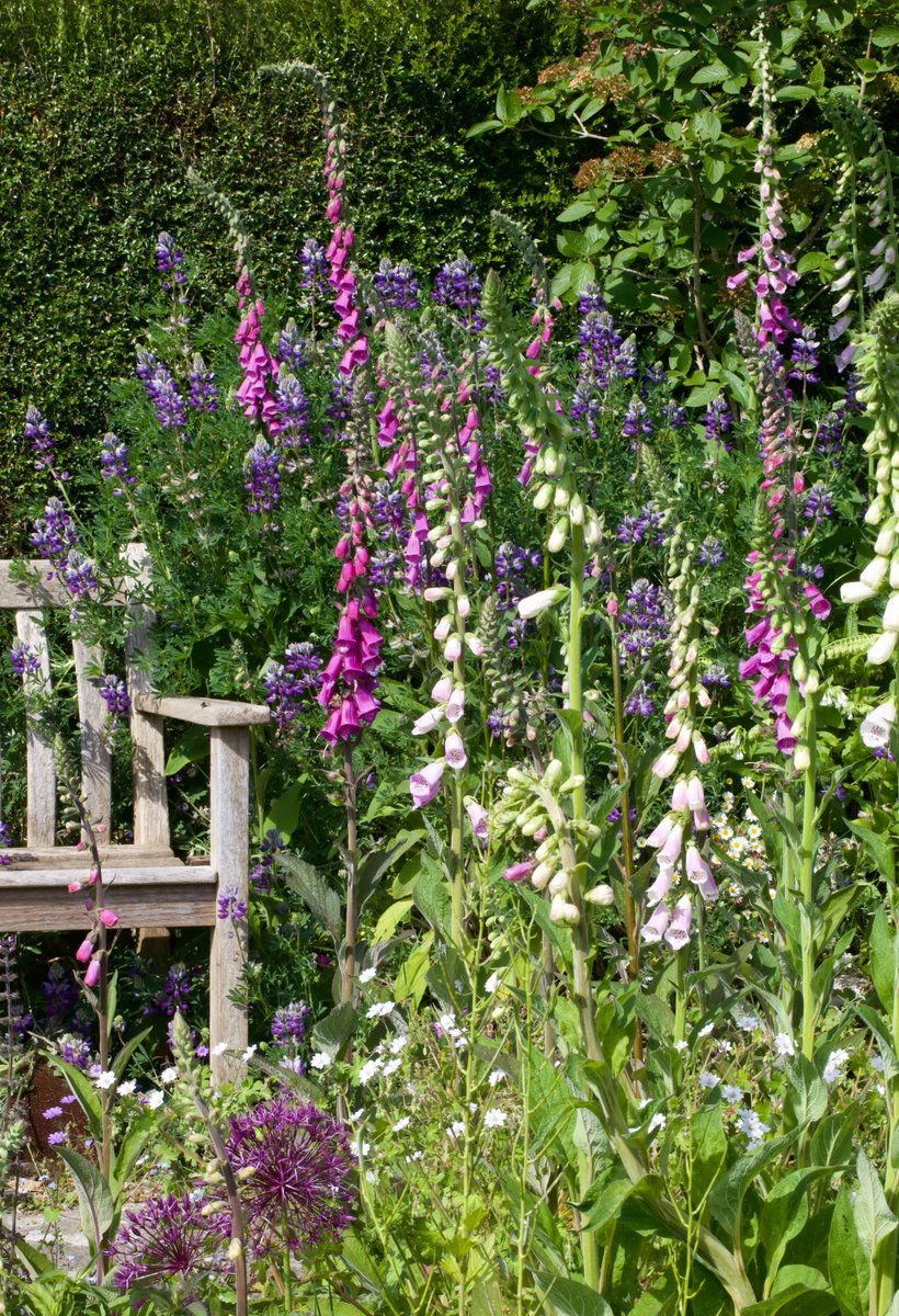 Today my twitter feed will mostly be full of images of Foxgloves, because they deserve their very own, one-off, #FoxgloveThursday!!!