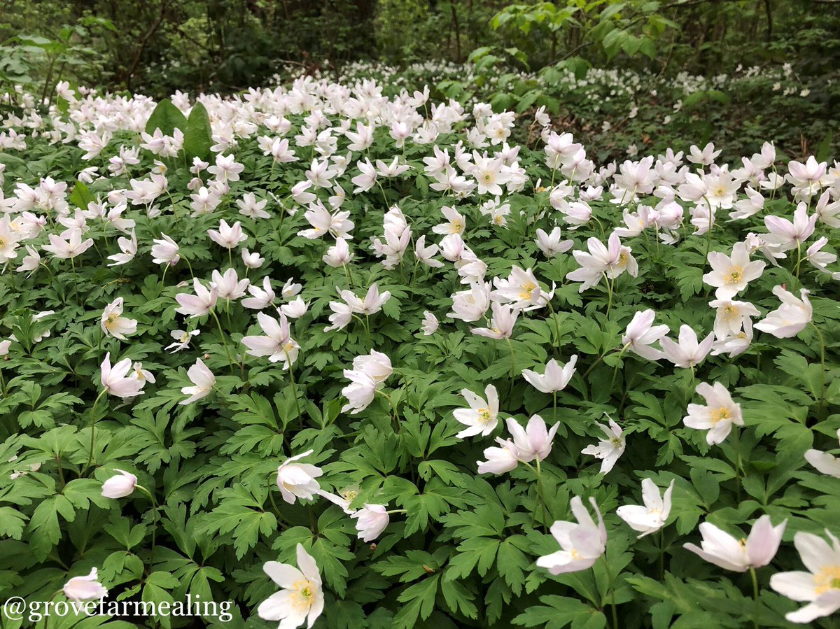 serviceatkings's tweet photo. “One of our goals is to encourage more local people to discover Grove Farm, learn about nature and through this encourage a greater appreciation for the nature reserve and the surrounding green areas.” - Dr Anna Rebmann
#VolunteersWeek #ServiceAtKings #KingsVolunteering https://t.co/aYTuLnLvj4