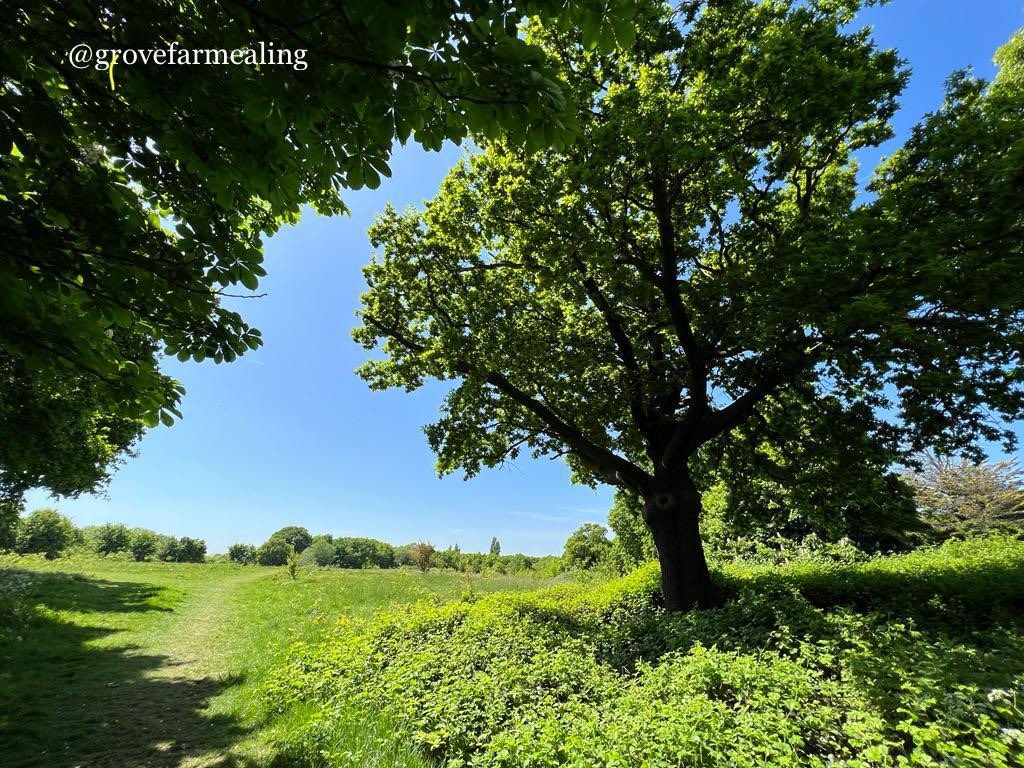 serviceatkings's tweet photo. “One of our goals is to encourage more local people to discover Grove Farm, learn about nature and through this encourage a greater appreciation for the nature reserve and the surrounding green areas.” - Dr Anna Rebmann
#VolunteersWeek #ServiceAtKings #KingsVolunteering https://t.co/aYTuLnLvj4
