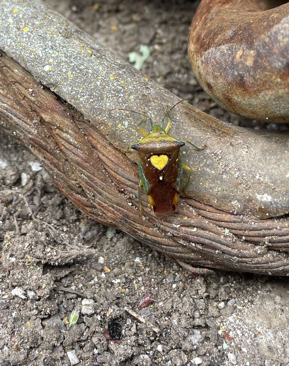 tkstakr's tweet photo. 背中にハートついてるカメムシみたいな虫がいた… https://t.co/fC13vtVd97