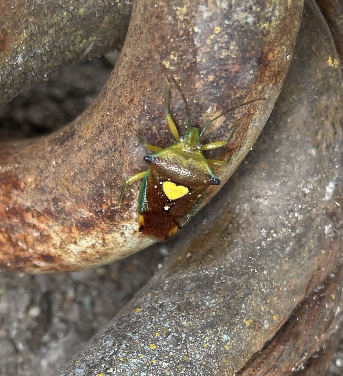 tkstakr's tweet photo. 背中にハートついてるカメムシみたいな虫がいた… https://t.co/fC13vtVd97