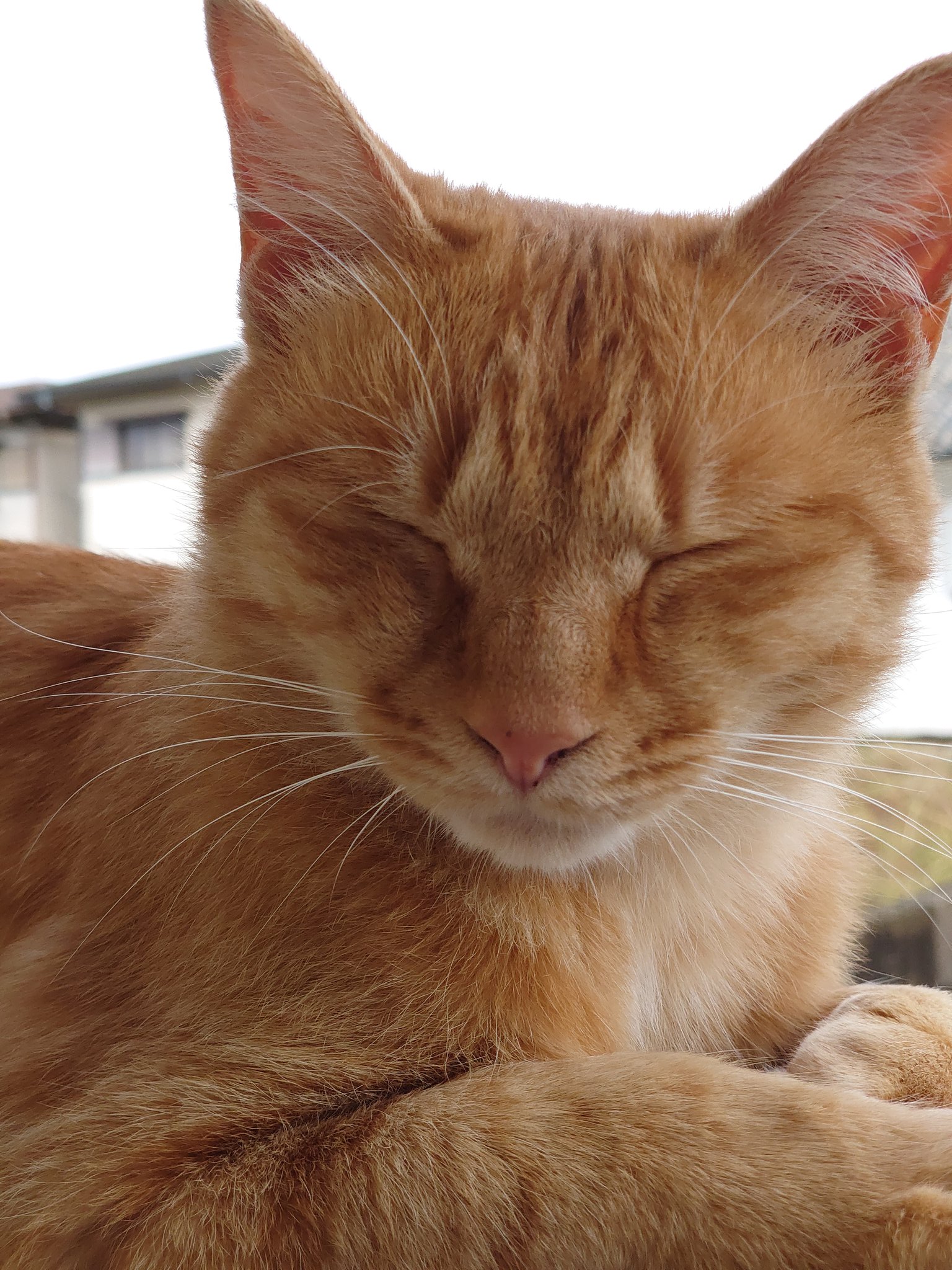 カマキリ飼育 Twitter Search Twitter