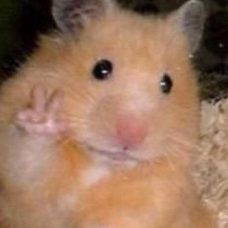 staycompasss's tweet photo. Han Jisung as a hamster 🐹 

— A necessary thread https://t.co/17s48XSEzM