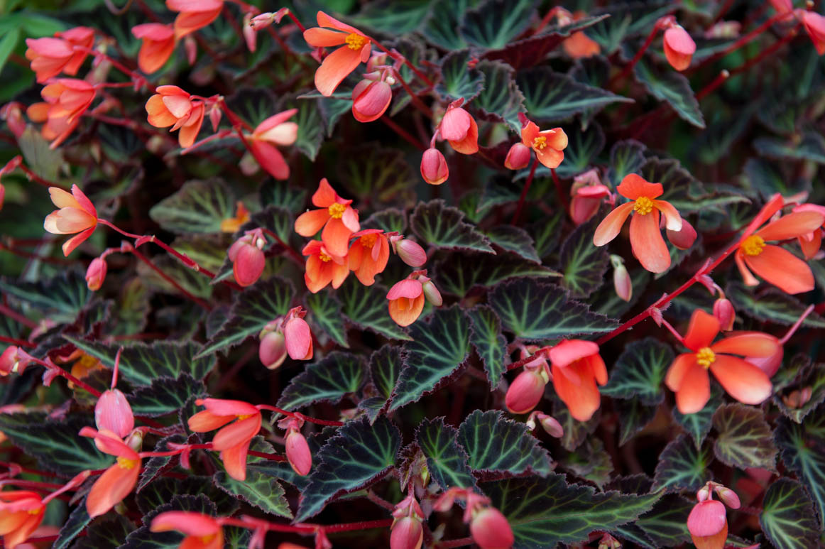 Salvia 'Amistad Rose', 3e prijs Chelsea Flower Show, Tagetes patula 'Linnaeus', Orlaya grandiflora, Begonia 'Glowing Embers', allemaal favorieten. Volop te koop op de kwekerij. Dit weekend: Final Attraction, het laatste themaweekend van de kwekerij, zie: dekleineplantage.nl