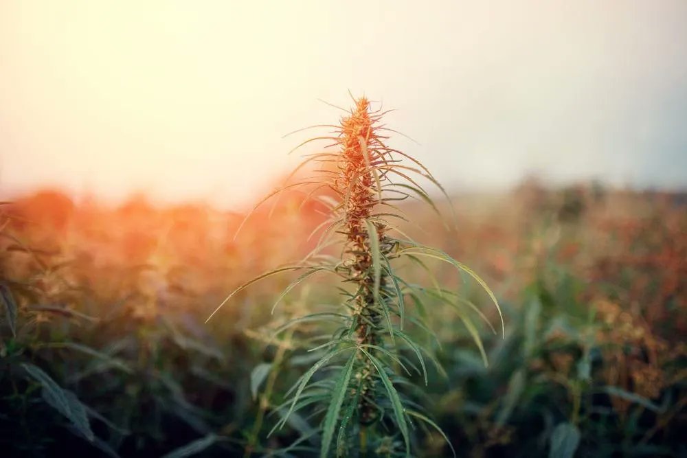 AZoLifeSciences's tweet image. Recently, we spoke to @PerkinElmer about pesticide testing workflow for cannabis and hemp products. Read the interview here! #pesticides #PesticideTesting #cannabis #hemp buff.ly/3wAwu9  buff.ly/3wAwu9#pestici…