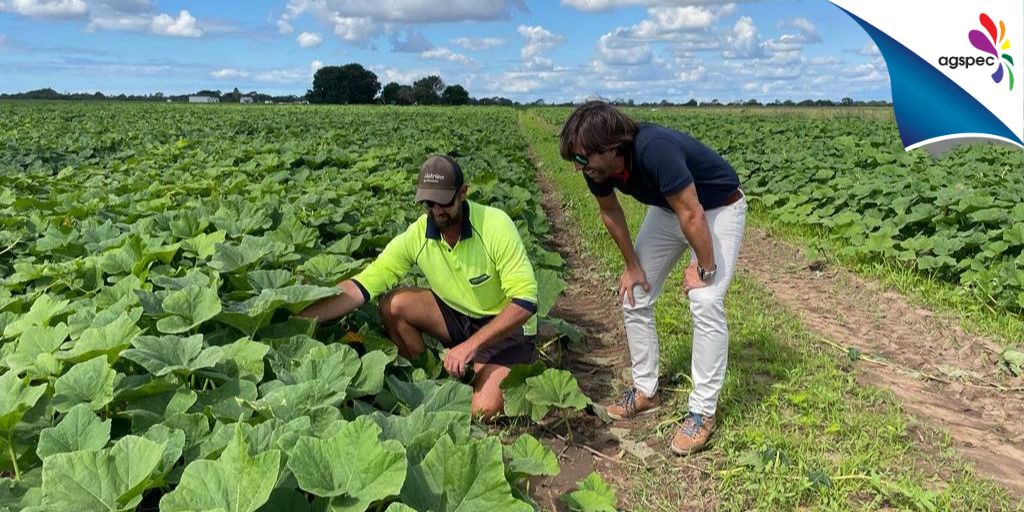 AgspecAus's tweet photo. Last week, Javier Soto from @Brandon_Bio and @FrankAgspecAU toured a #butternut #crop with the farm manager in #Ayr, #Queensland.
Do you call this #veggie a butternut #pumpkin or squash? Let us know π
#BrandonBioscience #Agspec https://t.co/j5IkiMkf5o