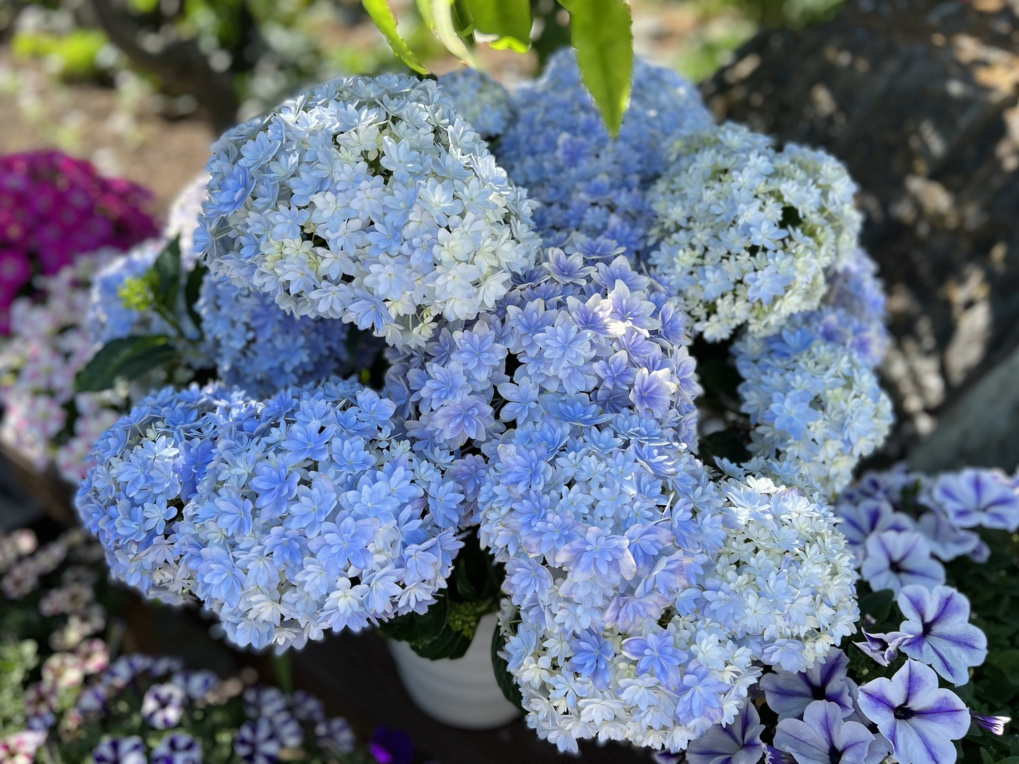 趣味の園芸やっちゃんねる アジサイ 万華鏡 去年 Youtubeの動画で植え付けた株です お花が立派すぎて支柱がないと垂れ下がってしまう T Co Xgeupv8nzf Twitter