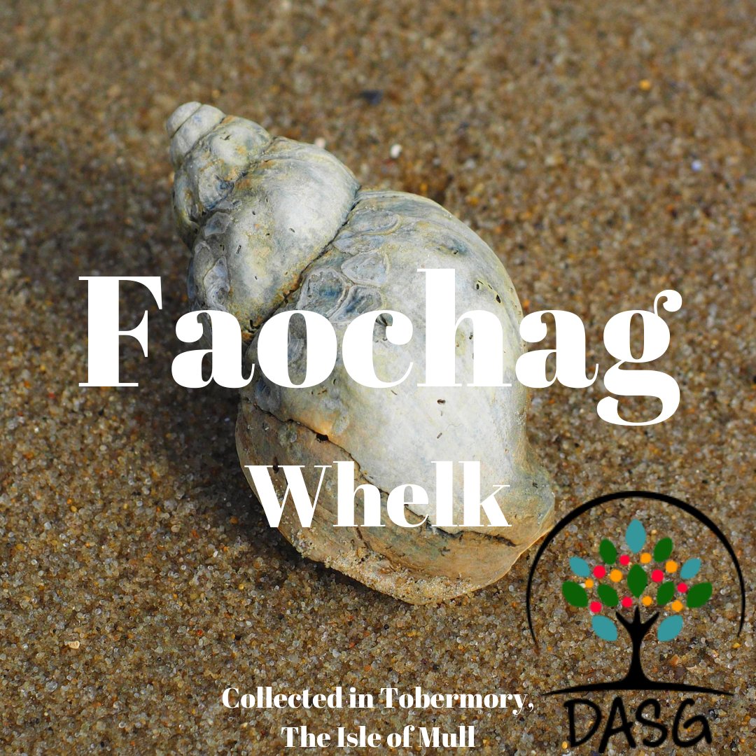 DASG_Glaschu's tweet photo. https://t.co/SYo9HGpz0t
🐚
FAOCHAG - WHELK
🏖️
#Faochag #Whelks #Maoraich #Shellfish #Muir #Cuan #Fairge #Ocean #Sea #Cladach #Tràigh #Beach
🌊
#TobairMhoire #Tobermory #Muile #Mull
#Alba #Scotland
#Gàidhlig #Gaelic https://t.co/e6M01WeHZe