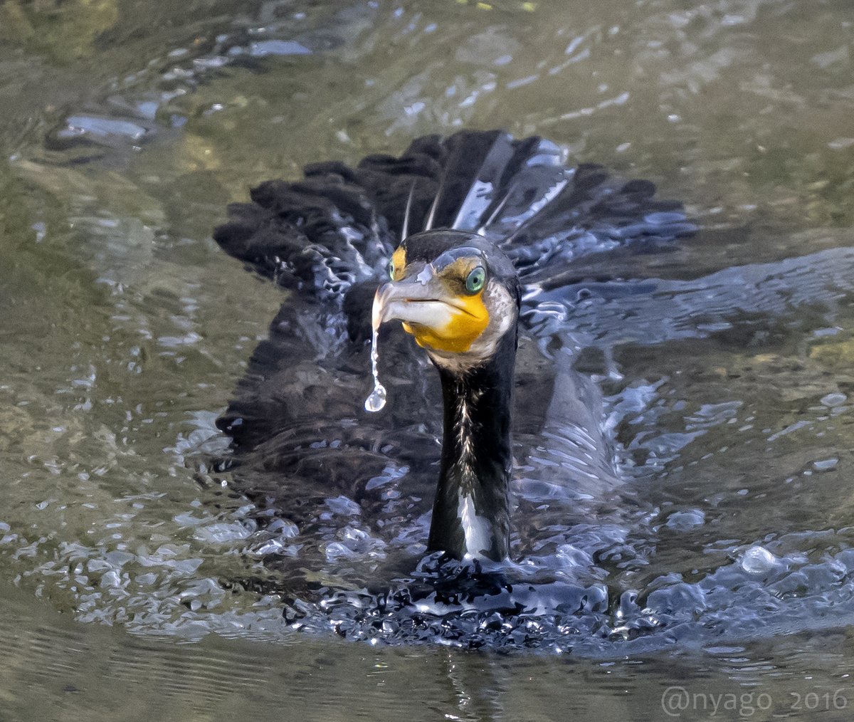 鼻水みたいで笑っちゃったじゃないの～😆ｗ
#カワウ #GreatCormorant #鵜 #cormorant #鳥 #野鳥 #bird #wildbird