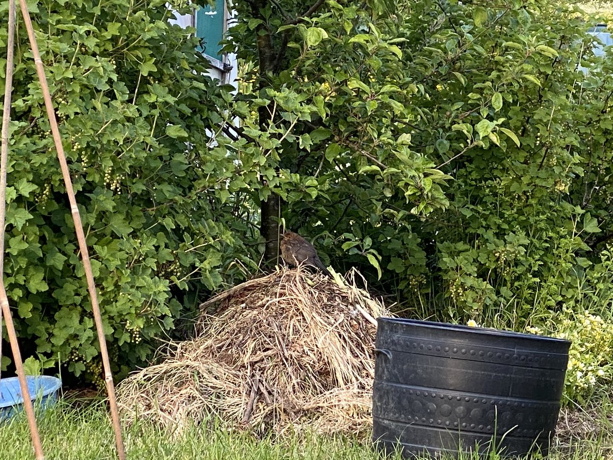 seaparkin's tweet photo. Song thrush or a female blackbird ? Either way busy chopping on snails & slugs @StarkAllotments #saveoursite #Springwatch #30DaysWild #birds @Derbyshirebirds #growyourown #allotment #matlock #derbyshire #biodiversity #nature https://t.co/WbokyrOhnl