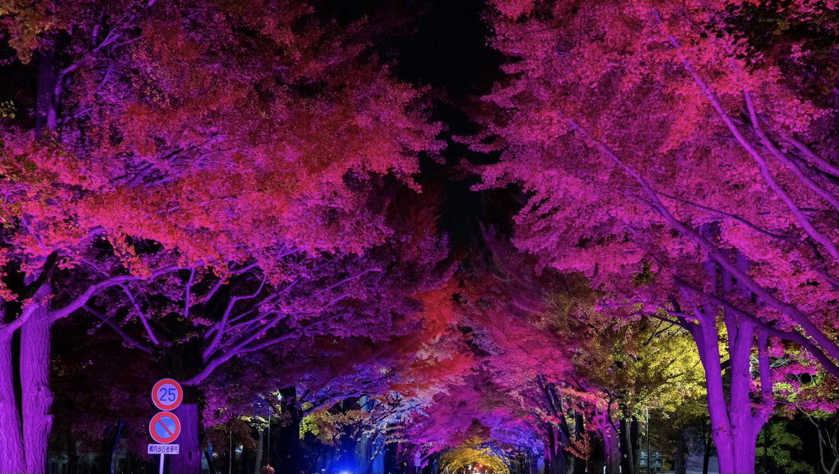 明日からいよいよ北大祭です！

夜の時間帯では、北大祭事務局との連携企画として夏色ライトアップを開催します！

北大構内イチョウ並木を
ライトアップで彩ります！✨

ぜひお越しください！

【場所】北大構内イチョウ並木
【日時】6/3(金) 19:00〜20:30
               6/4(土) 19:00〜20:30