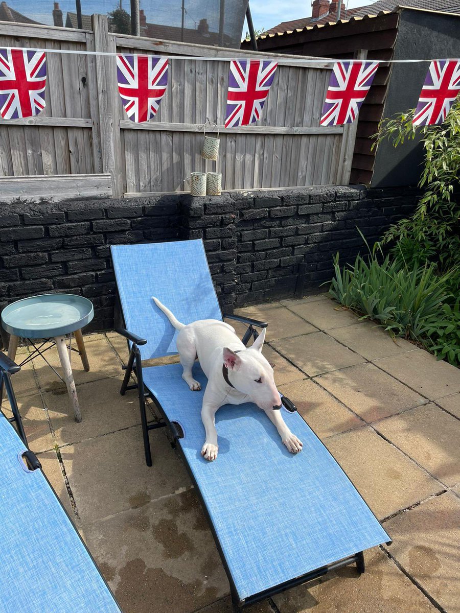 LeeWhitewood's tweet photo. Vinnie is ready #platinumjubilee2022 https://t.co/9IpVKcqd2F