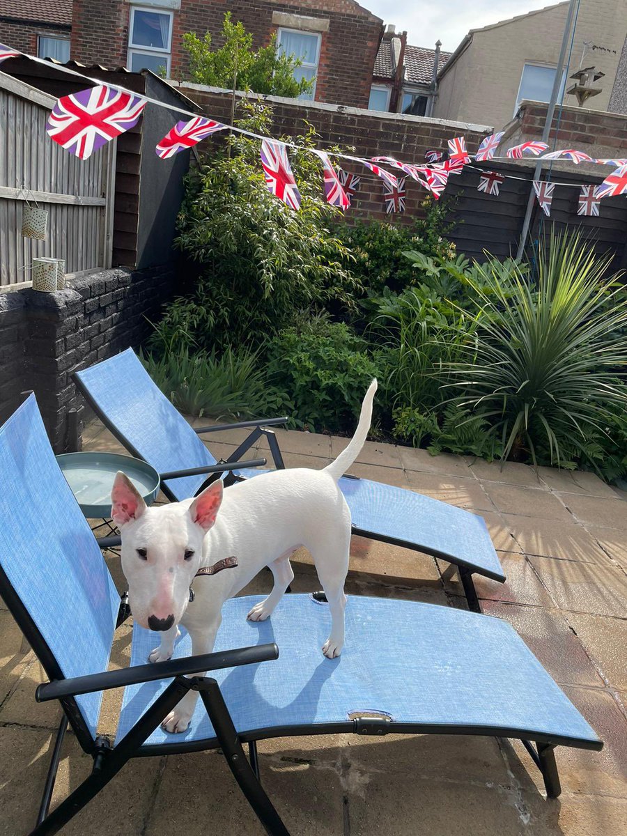 LeeWhitewood's tweet photo. Vinnie is ready #platinumjubilee2022 https://t.co/9IpVKcqd2F